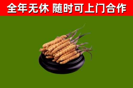 上林回收散虫草
