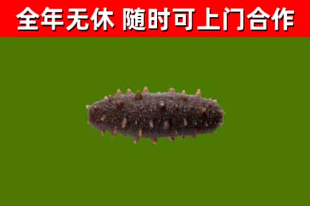 上林回收海参干